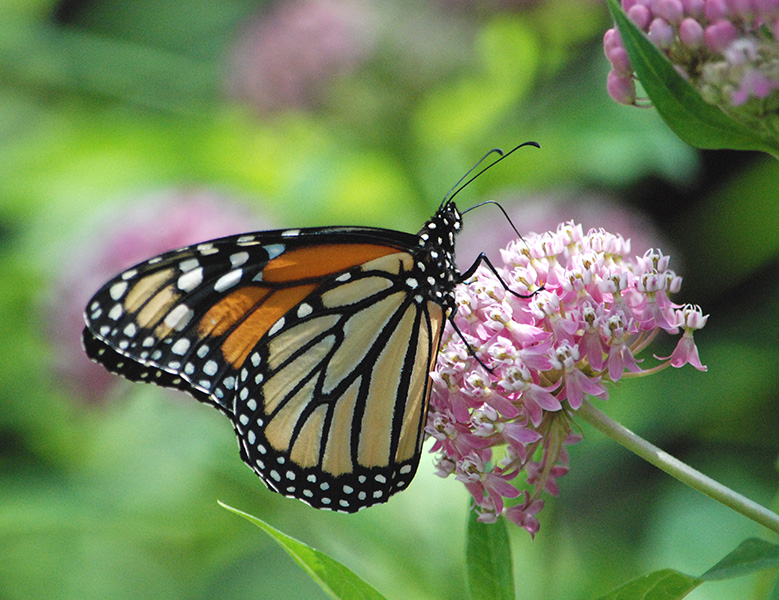 Una mariposa monarca posada sobre una flor de algodoncillo rosada.