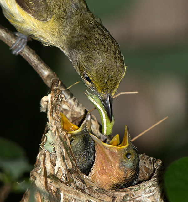 Un ave de cabeza gris y partes inferiores blancas y amarillas alimenta con una oruga a dos polluelos.