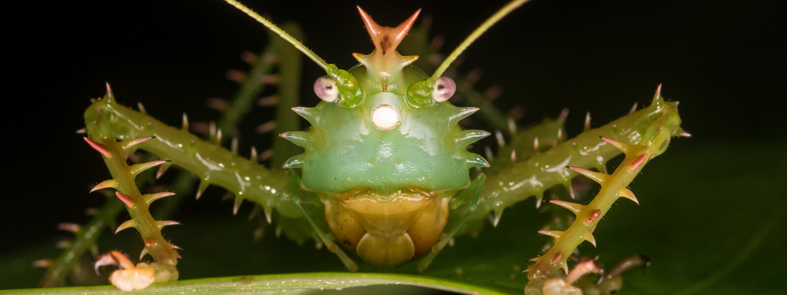 Awesome ears: The weird world of insect hearing | Knowable Magazine