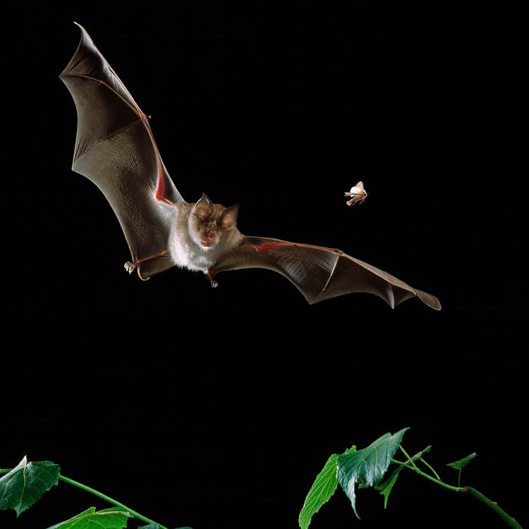 Photograph of a greater horseshoe bat hunting a moth. The appearance of bats that hunt with the aid of ultrasonic sonar drove the evolution of hearing in many moths and other night-flying insects. Most moths have ears tuned to the frequencies used by bats.