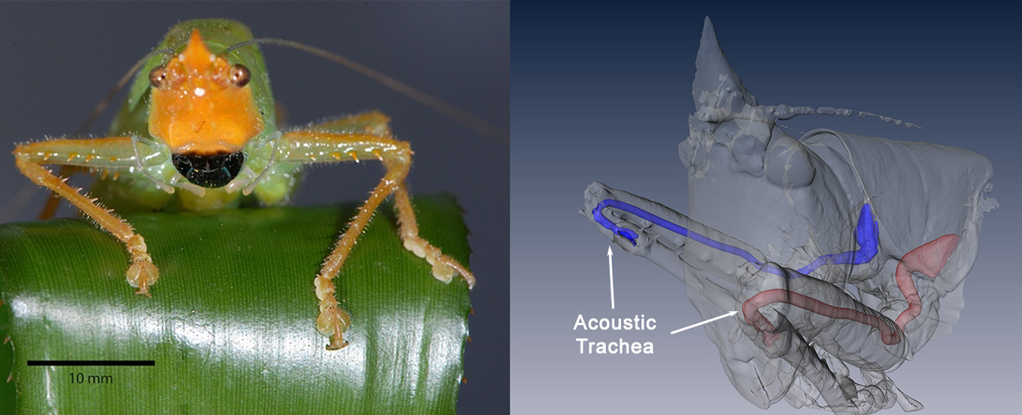 Photograph of the katydid Copiphora gorgonensis and a micro-CT reconstruction that shows a second route for the movement of sound signals. This second, inside route runs from a pore inside the chest, along the leg to the rear of the eardrums. It exaggerates the time difference between sound reaching the left and right ear, allowing the insect to pinpoint the source of sounds.