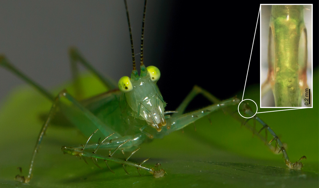 Photograph of Phlugis poecila, a crystal katydid from the rainforests of Colombia. It has such a transparent outer cuticle that scientists can see right through its eardrums (shown as an inset). By shining lasers into its ears they can record activity of the inner ear as it analyses the frequency of incoming sound.