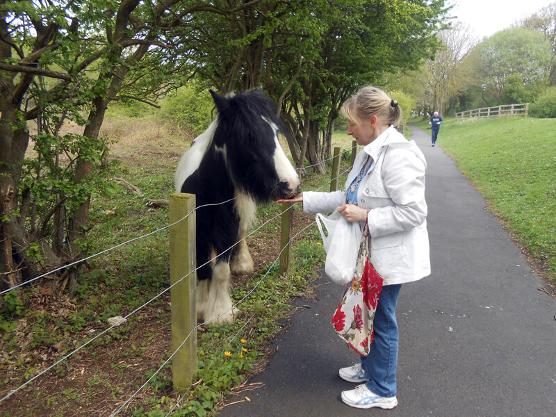 Photograph of a woman in a white jacket feeding a shaggy horse in a field.