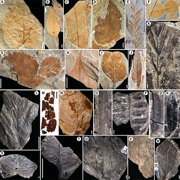 Set of photos of fossilized leaves.