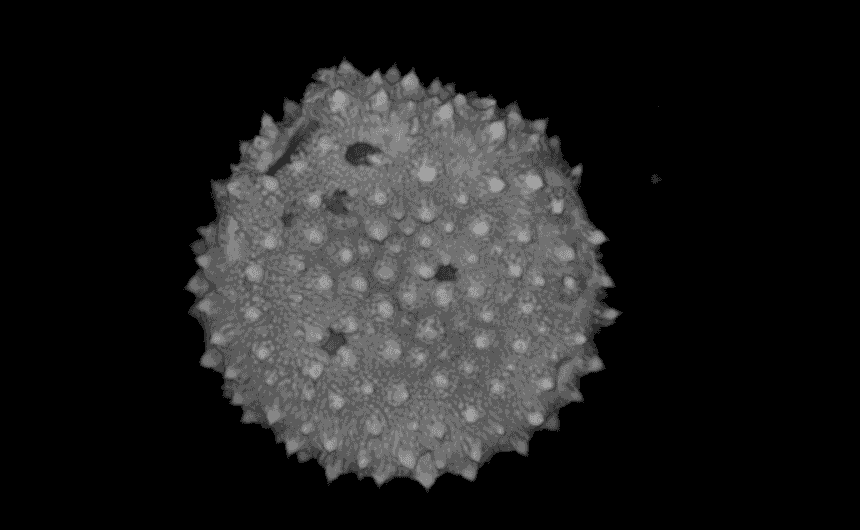 High resolution microscopy view of the external wall of a pollen grain. A sphere covered with small spikes is observed.