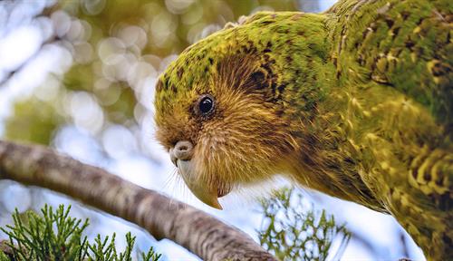 A green kākāpō parrot named Tautahi is shown in profile.