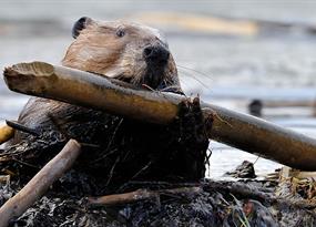 As the Arctic warms, beavers move in