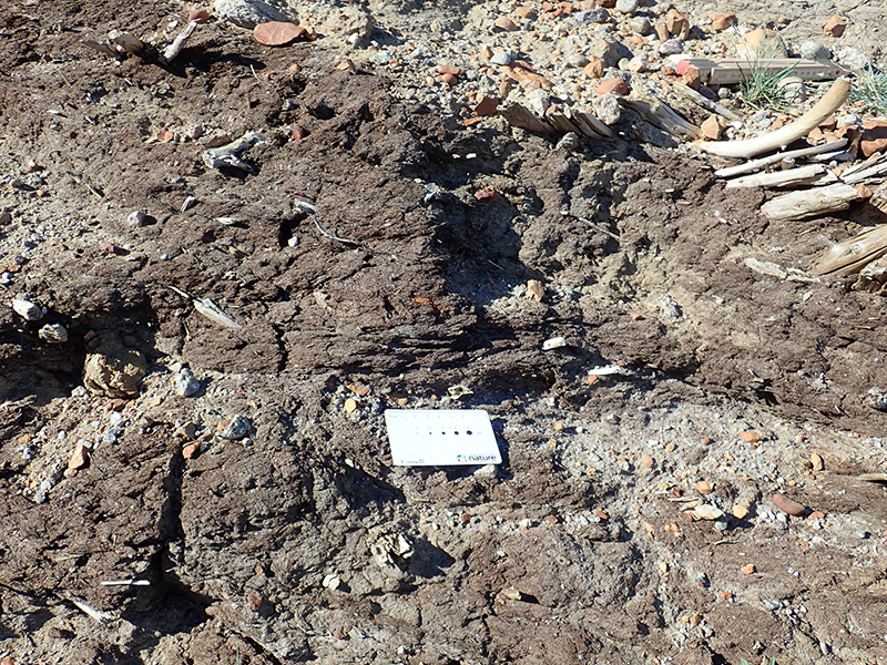 Photo of peat that contains sticks. A white card indicates the spot where a fossil beaver jaw can be seen.