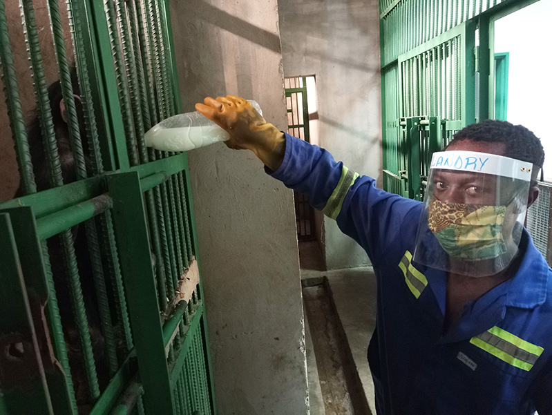 Photograph of a man in a blue work suit and face shield bottle-feeding a chimp through bars, within a building.