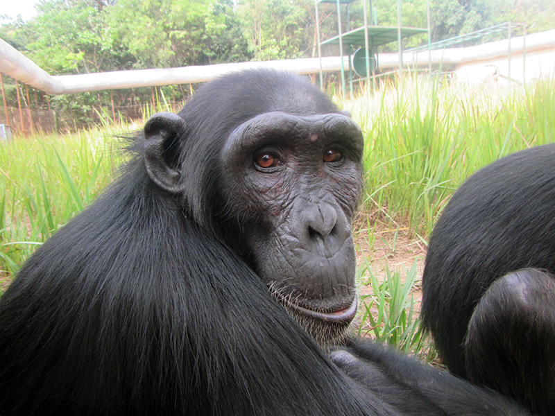 Photograph shows a close-up of a female chimp pondering the camera.