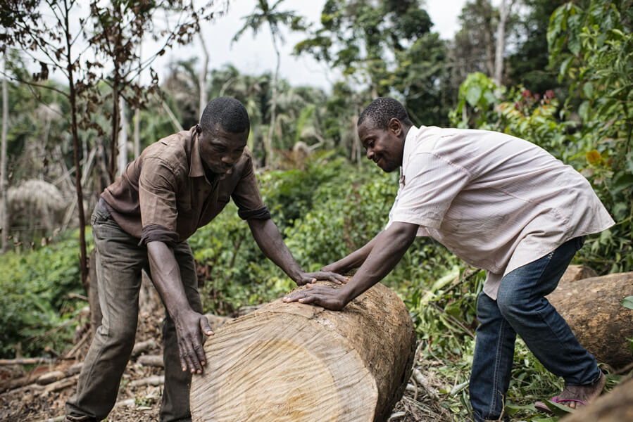 Photo shows workers in Cameroon involved in logging a forest.
