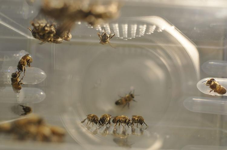 Bees in a plastic cage.