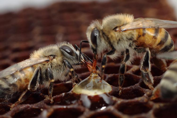 Two honeybees in the hive feeding from a droplet of honey.