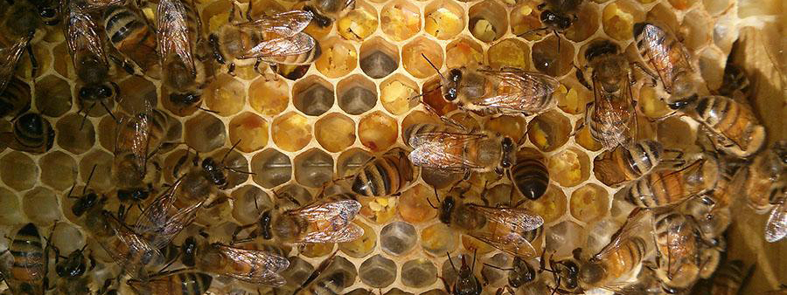 How Do Bees Make Honey? It's Complicated