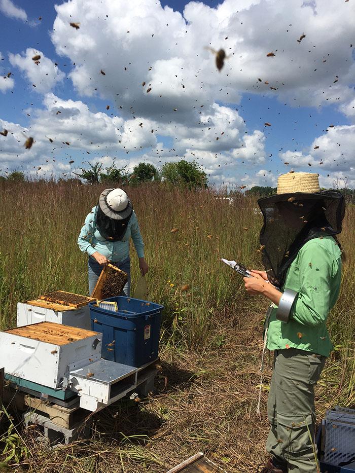 Two researchers wearing nets around their faces stand over bee boxes surrounded by a swarm of bees.