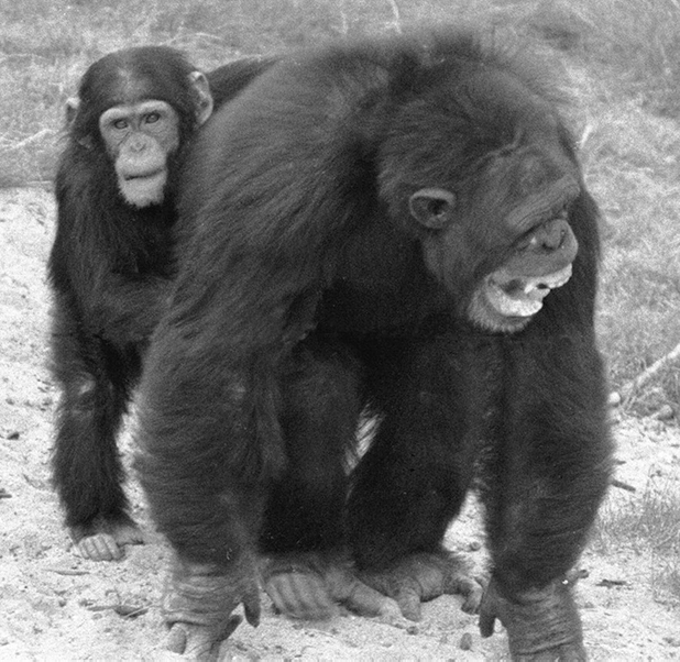 A young chimpanzee puts its arm around an older male who was just defeated in a fight.