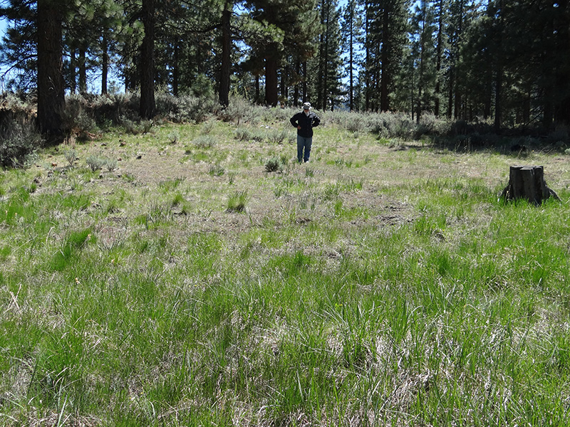 Photograph of a meadow surrounded by trees. A man is standing in the distance.