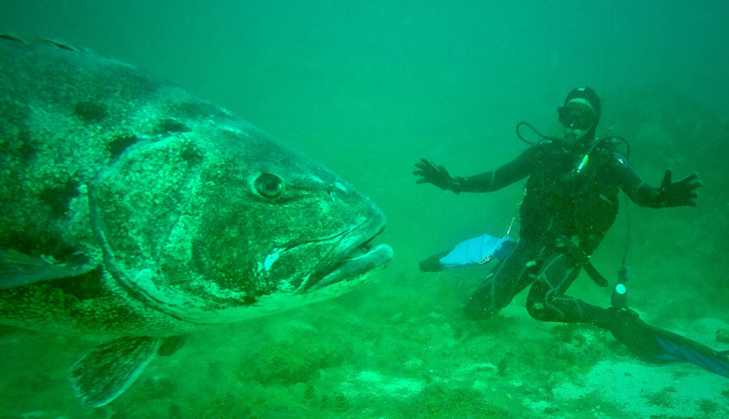 A rare giant sea bass surprised Lafferty while he was collecting fish to look for parasites in waters off Santa Cruz Island in the Channel Islands National Park. Once hunted to nearly local extinction in California, it is a protected species. It can grow to exceed 7 feet and 500 pounds. Lafferty says the close encounter made this one of his Top 10 dives.