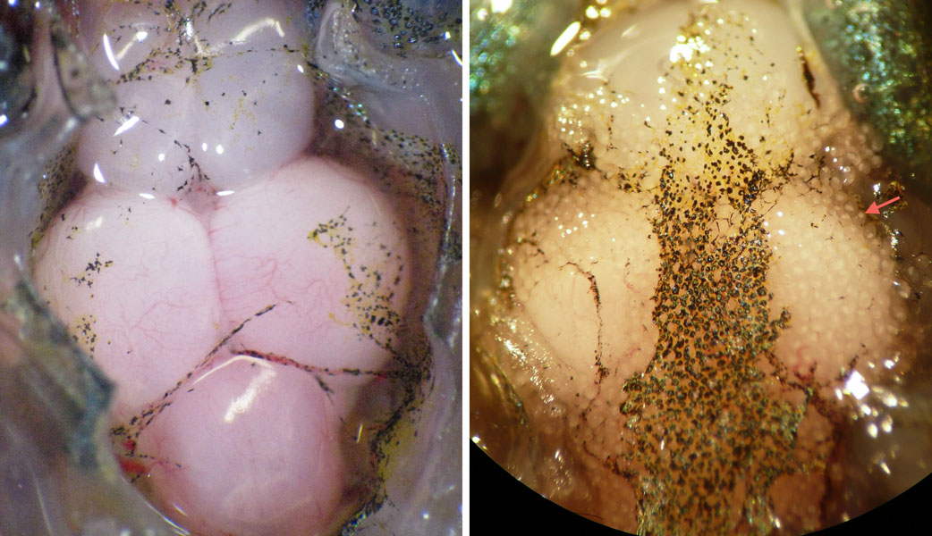 Photograph of an uninfected killifish brain next to a brain infected with the parasitic trematode Euhaplorchis californiensis.