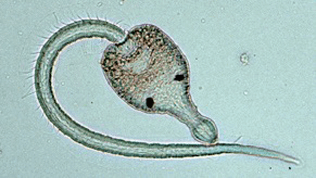 Using its cute dark-brown eyespots, this larval stage of the parasitic trematode Euhaplorchis californiensis searches estuarian waters for its intermediate host, the California killifish, after leaving the California horn snail. If it finds a killifish, it will slip through the gills and encyst on the fish’s brain.