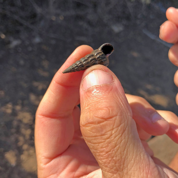 Lafferty holds a California horn snail, Cerithideopsis californica, which has an even chance of being infected with one of 20 species of parasitic flatworms called trematodes. As parasitic castrators, these trematodes consume the snail’s gonad and then ride around inside the host for the rest of its natural life.