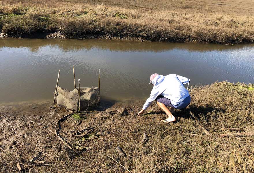 Lafferty collects California horn snails at Carpinteria Salt Marsh, where he has spent decades studying the roles that parasites play in marine ecology.