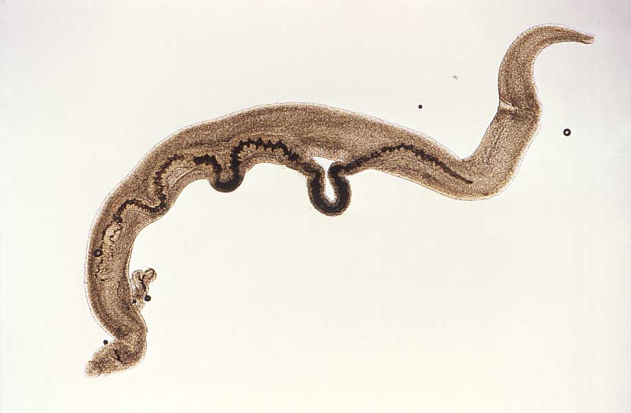 A photograph shows male and female Schistosoma mansoni trematodes, or blood flukes, mating. The freshwater-borne parasite causes the disease schistosomiasis, affecting more than 200 million people worldwide. A larval form develops in snails, then penetrates the skin of people exposed to infested waters. The flukes mature in blood vessels lining the digestive tract, causing rash, fever and, over time, damage to bladder, intestines and other organs. In Senegal, Lafferty has studied how to disrupt the parasite’s lifecycle by introducing river prawns that eat the snails.