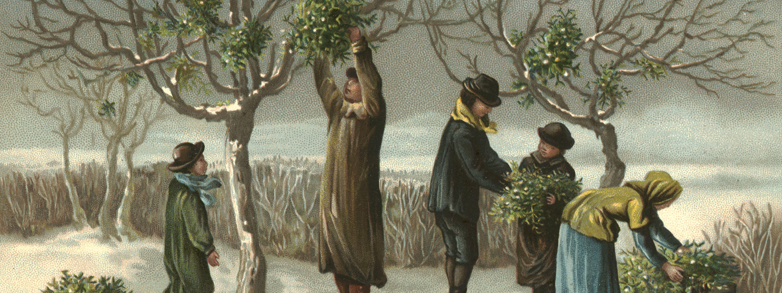 Mistletoe: A Natural and Human History