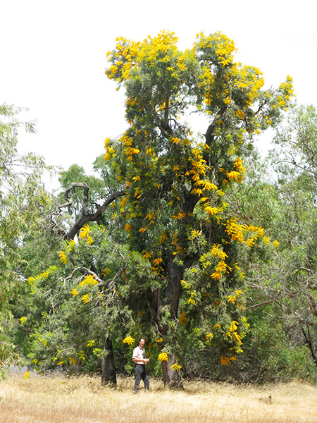 Photograph of a giant mistletoe with bright yellow flowers. A man is standing underneath it. He looks very small!