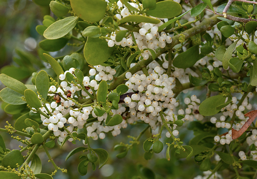 Photograph of green leaves of mistletoe and many white berries.