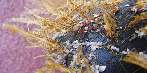 Photograph of marine life stuck to a piece of plastic