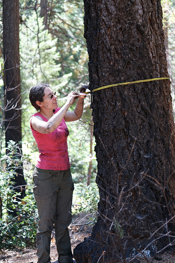 Photo of a woman measuring the circumference of a large pine tree.