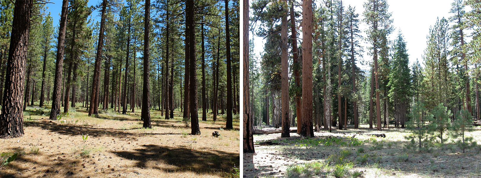 Photos of regenerating pine forests. On left, trees are in a rigid grid pattern; on right, they are more irregularly clumped, with open clearings between clumps