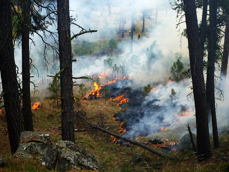 A low-intensity ground fire burns through a conifer forest.