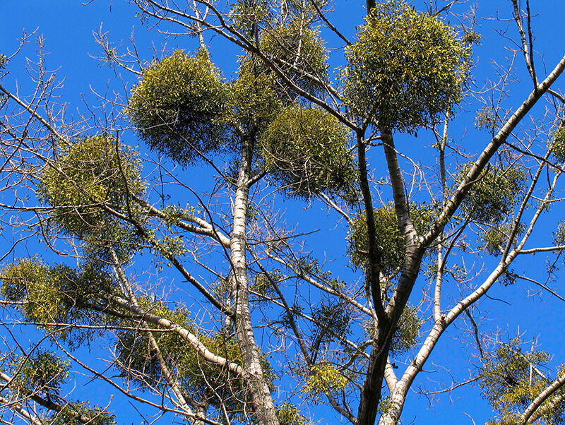 Photo shows bare tree branches in silhouette. Large round clumps of green mistletoe dot the branches.
