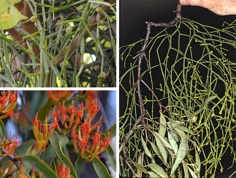 Three photos. One shows a mistletoe with green, thin, jointed branches; one shows the bright orange flowers of orange mistletoe; the third shows a person’s hand holding a stem of orange mistletoe, from which the jointed mistletoe grows in a healthy clump.