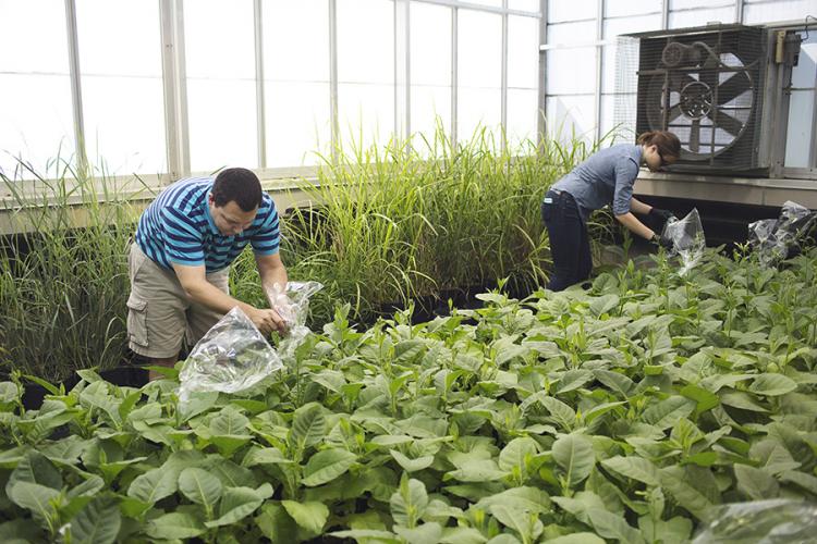 University of Illinois researchers Paul South (left) and Caroline Keller (right) bag tobacco plants that have set seed in the greenhouse.