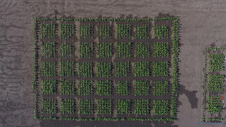 Aerial drone shot of tobacco during a 2017 experiment to test plants that were engineered to bypass photorespiration.