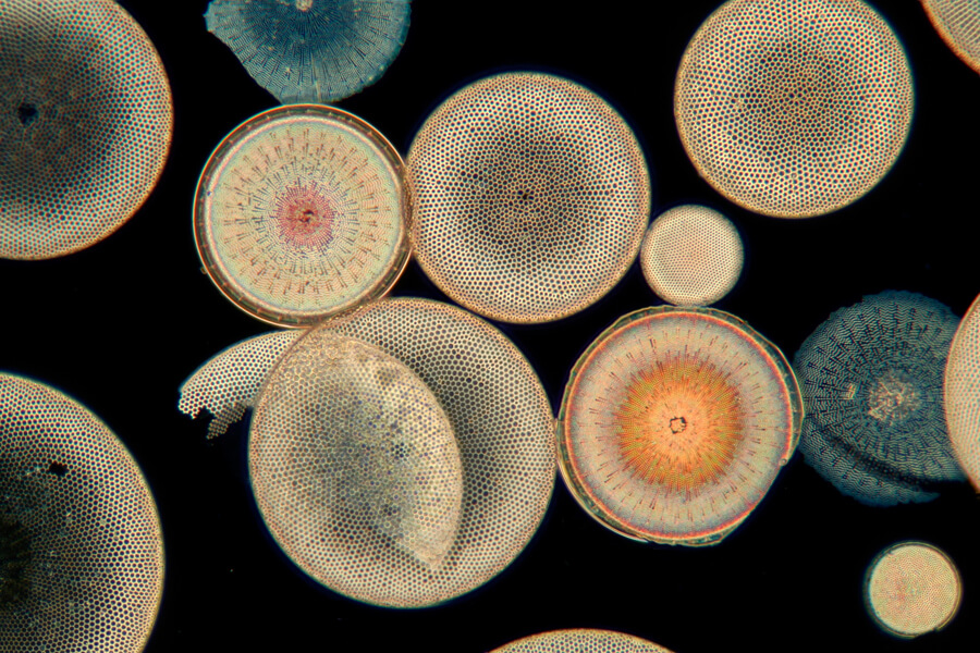 Microscopic image shows multiple silica-shelled diatoms on a black background.