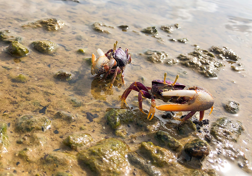 Color photo of two fiddler crabs in the sand