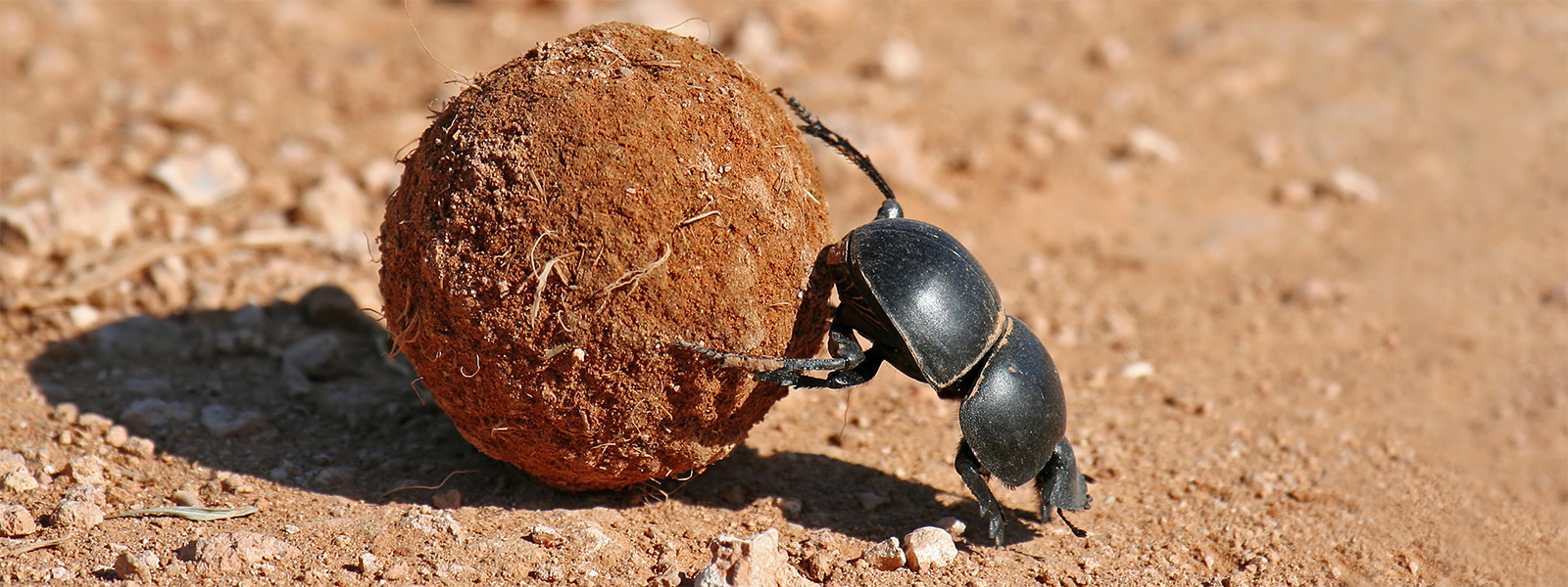 Dung beetles: In the gutter, gazing at the stars | Knowable Magazine