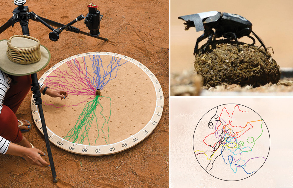 In a photo, a researcher crouches by a large circular board with a dung beetle in the middle. A set of colored lines come out from the center, roughly straight. Another shows a beetle with a little cap on. A third shows the same circle, now with very wiggly lines.