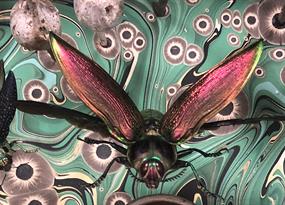 The alien beauty and creepy fascination of insect art