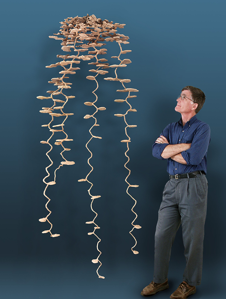 Photo shows ant researcher looking up at the top of an 8.5-foot-long TK cast of a Pogonomyrmex badius nest on displayed against a blue background.