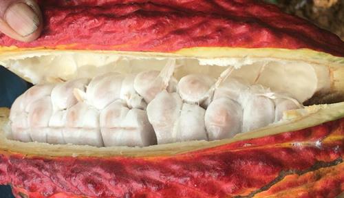 A chocolate pod split open to reveal cacao beans and pulp inside