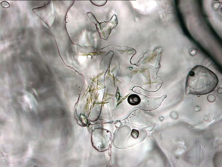 Magnified image of microorganisms living in a sea-ice brine channel