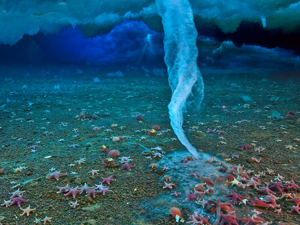 Sea stars freeze as a brinicle – a tornado of freezing water — extends to the ocean floor in the Arctic