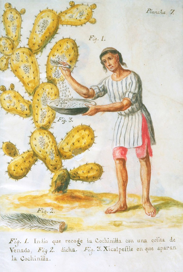 Illustration of an Indigenous person in striped shirt and red pants using deer tail to scrape wax-covered cochineal insects from prickly pear cactus.