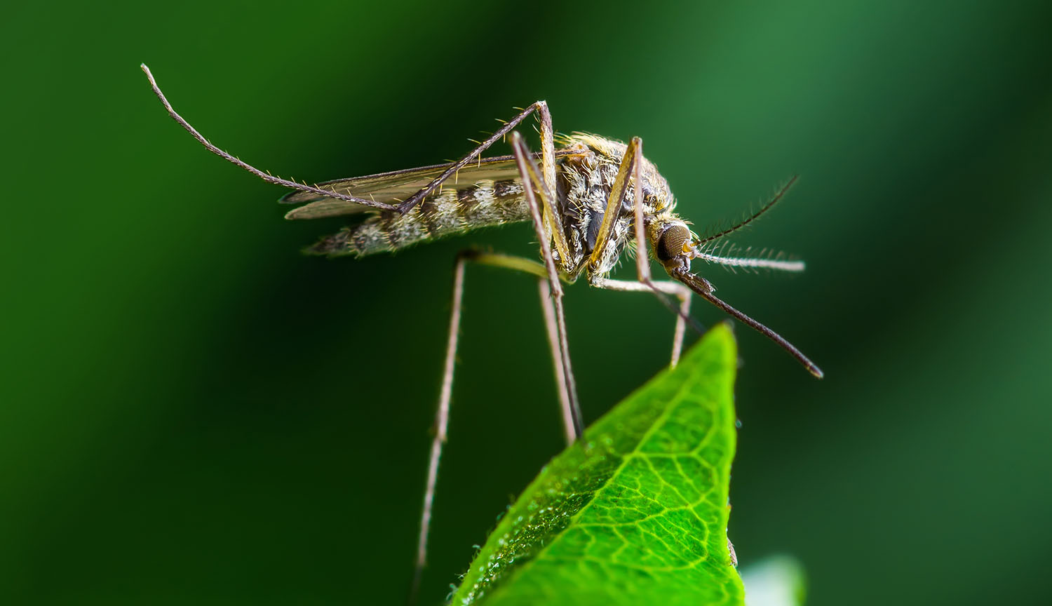Beating back the Aedes aegypti mosquito