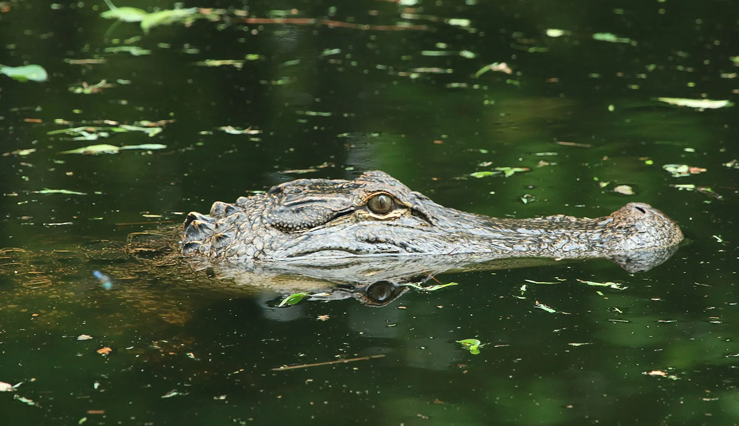 Close-up of an alligator partially submerged in green water with only its snout and eyes visible.